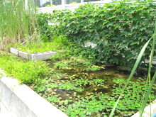 2009年6月現在のようす
