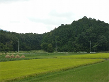 篠山市の田園風景