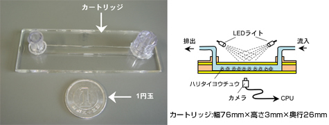 図3 ハリタイヨウチュウを入れるカートリッジの写真と模式図