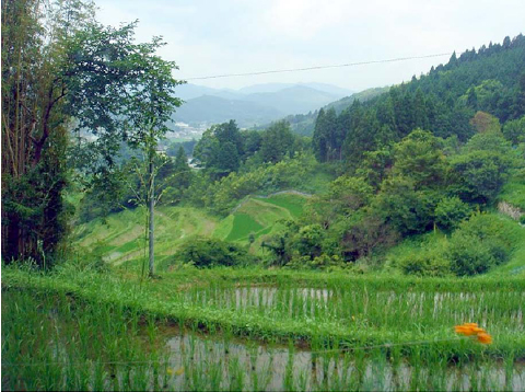 能勢町の棚田