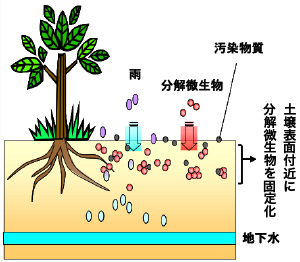 自己固定化型バイオレメディエーション法の概略図