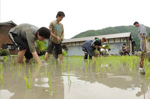 2014年6月田植