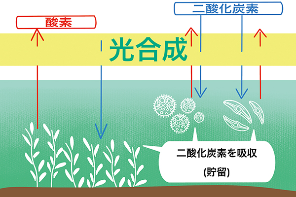 「水生植物による二酸化炭素の吸収と貯留」