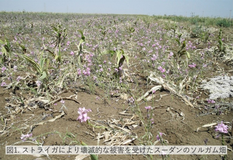 図1. ストライガにより壊滅的な被害を受けたスーダンのソルガム畑