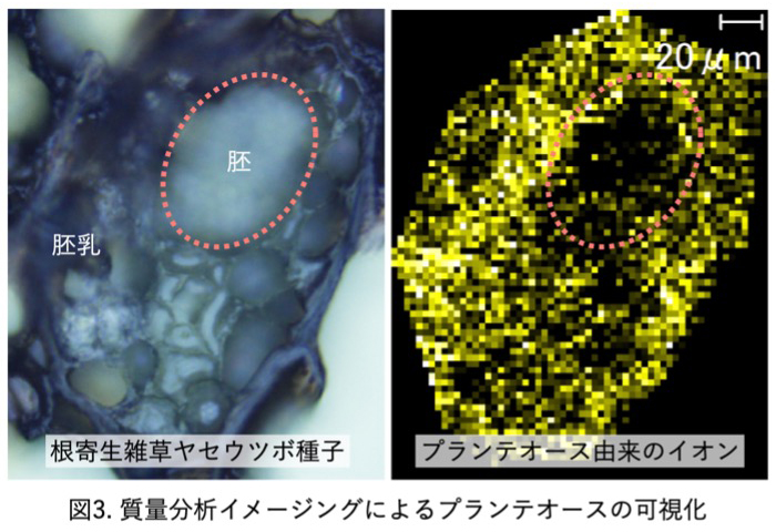 図3. 質量分析イメージングによるプランテオースの可視化