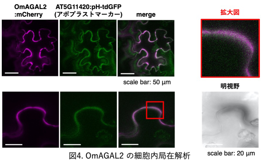 図4. OmAGAL2の細胞内局在解析