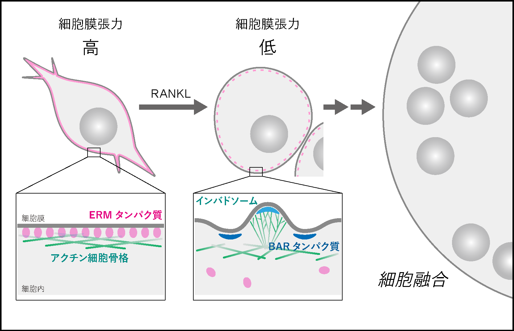 細胞融合の物理的な制御因子を発見～細胞膜にかかる張力が低下することで細胞融合を促進～
